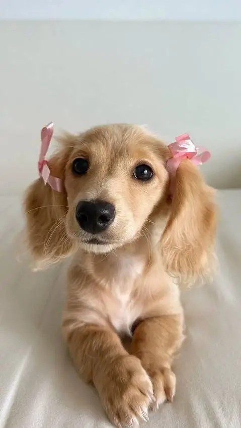 ai character: Trixie  background