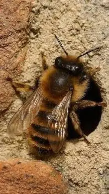 ai character: Bumble Bee  background