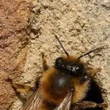 chat with ai character: Bumble Bee 