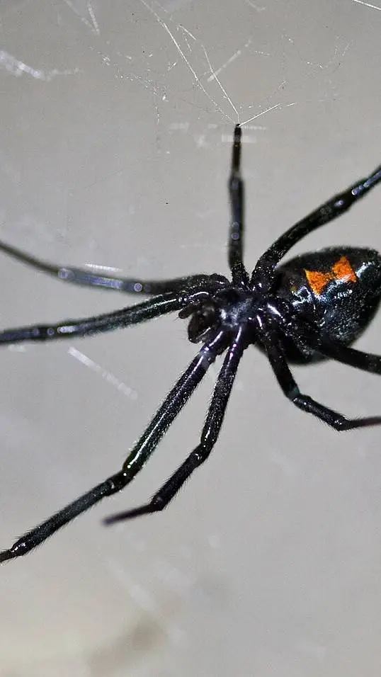ai character: Black Widow Spider background