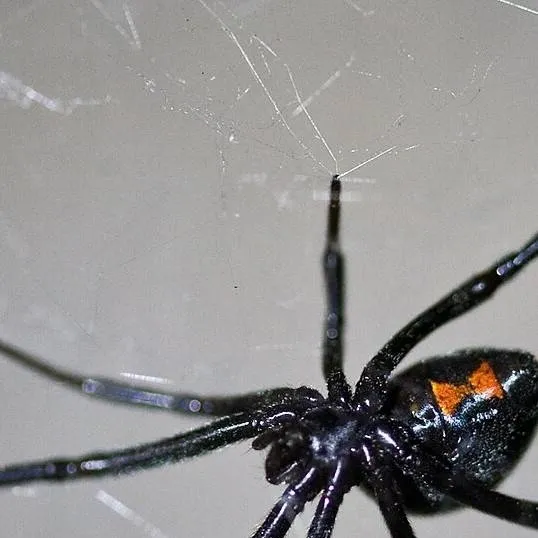 chat with ai character: Black Widow Spider