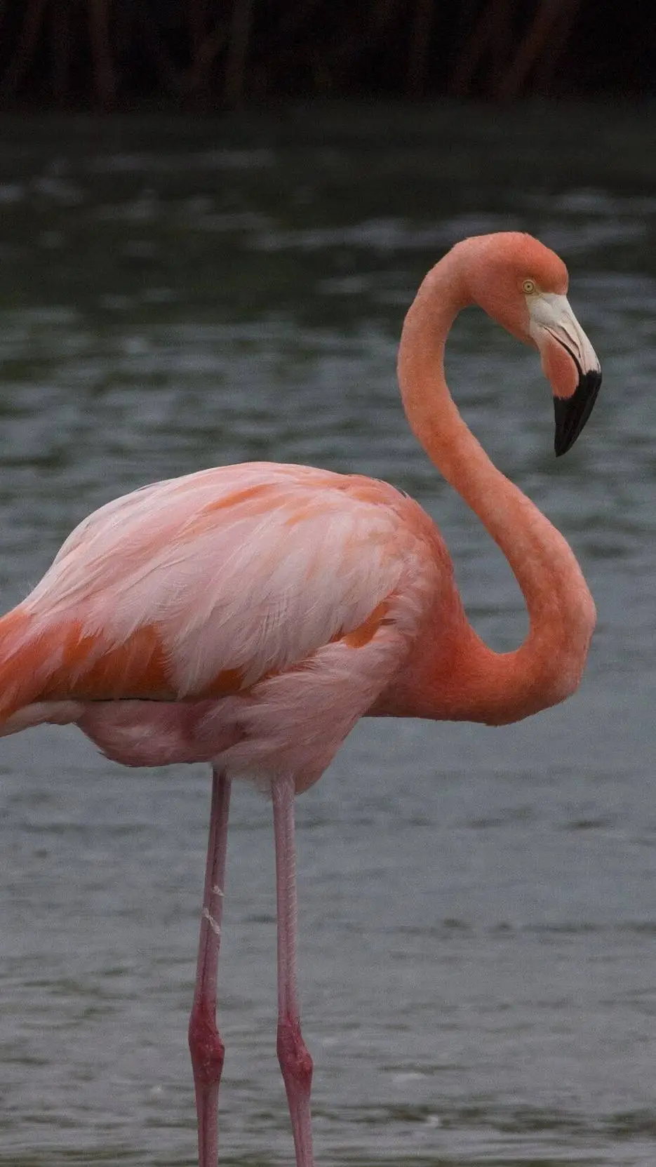ai character:  Flamingo  background