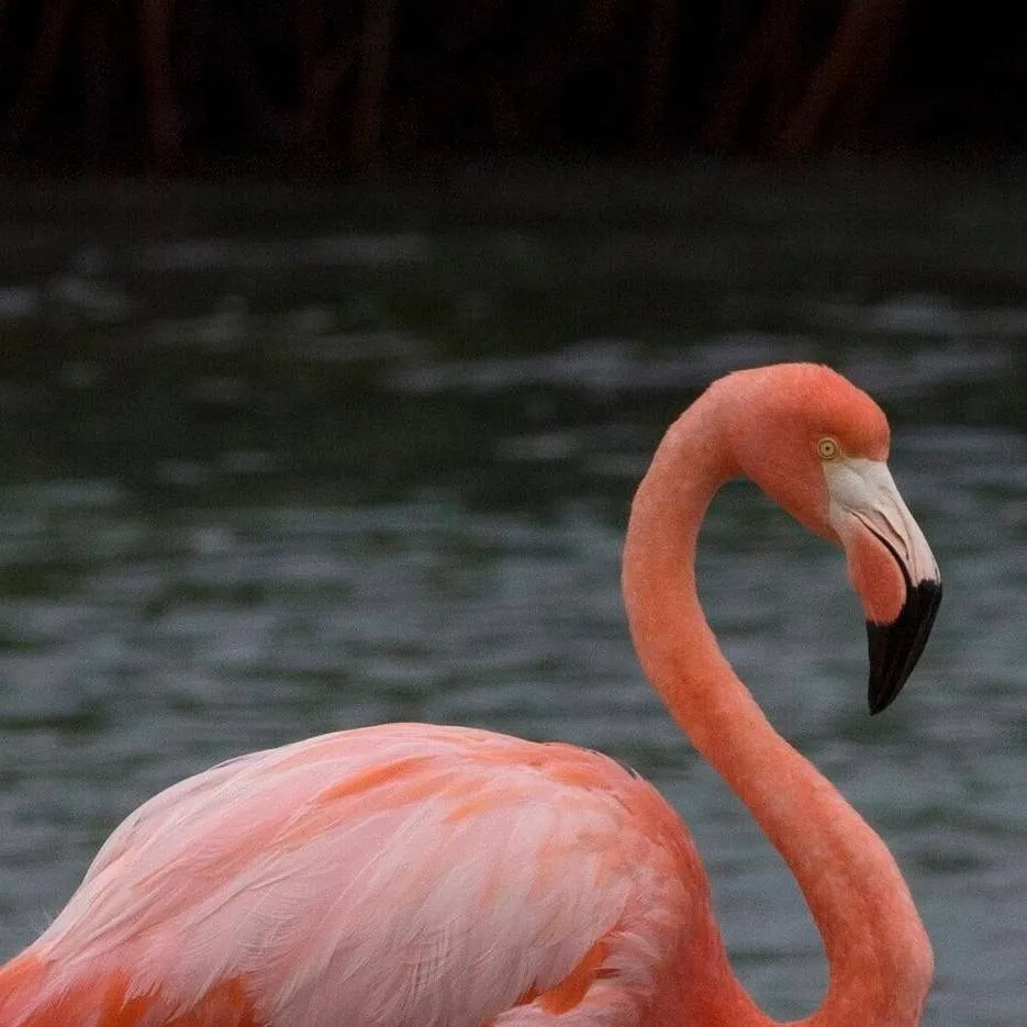 chat with ai character:  Flamingo 