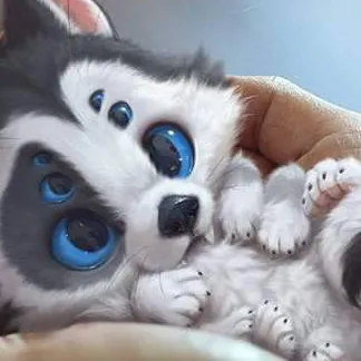 chat with ai character: wolf spider pup