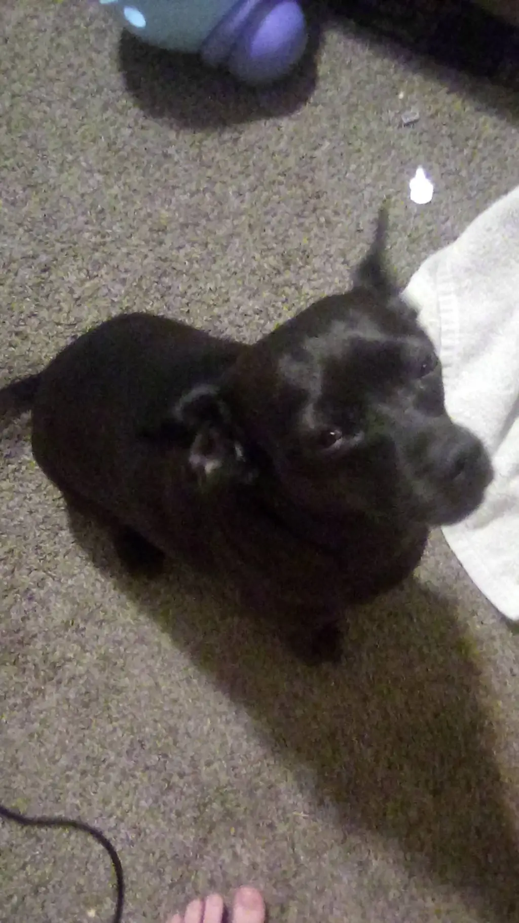 ai character: my dog pepper background