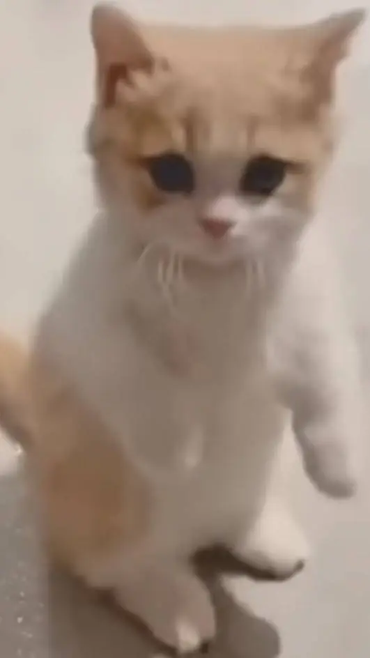 ai character: gatito curioso background