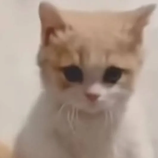chat with ai character: gatito curioso