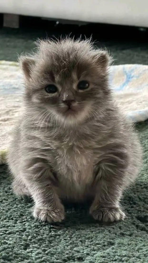 ai character: gatito nuevo background