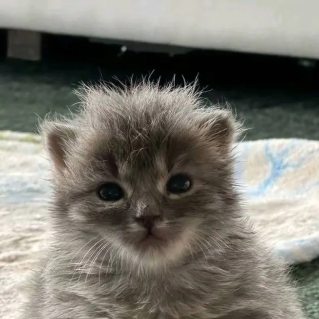 chat with ai character: gatito nuevo
