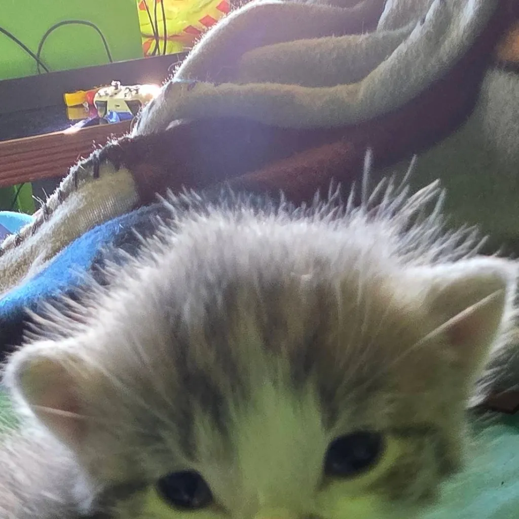 chat with ai character: (read intro)