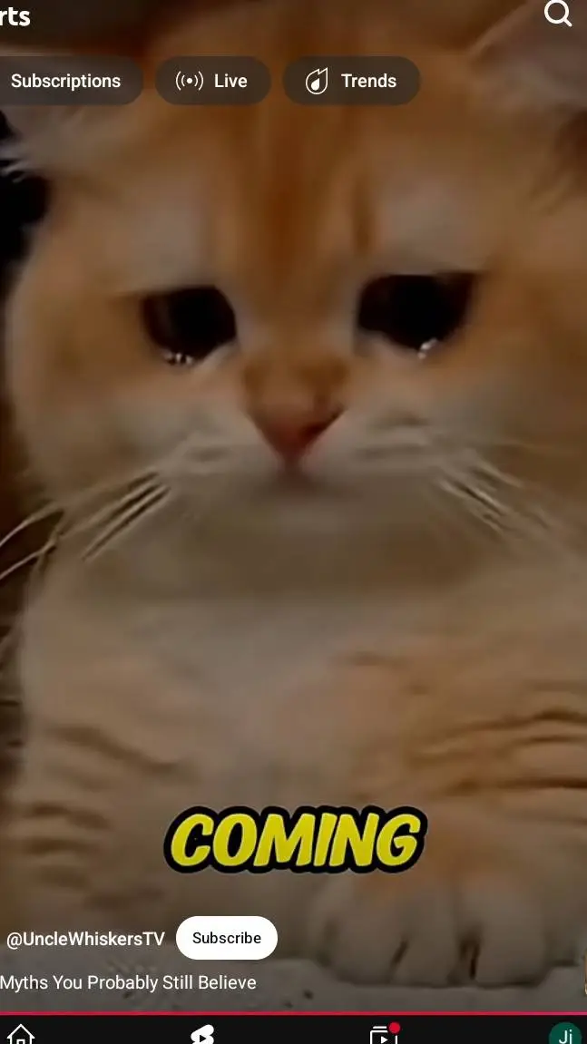 ai character: Girlly background