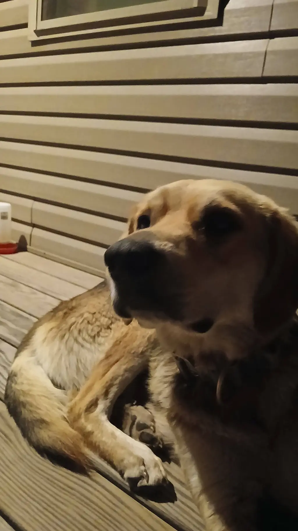 ai character: guni background