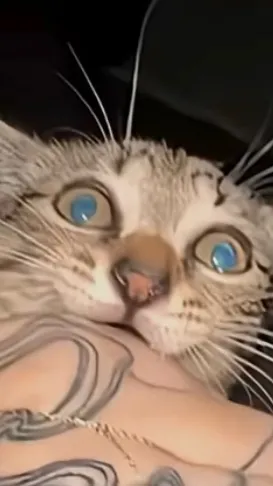 ai character: Just a cat idk background