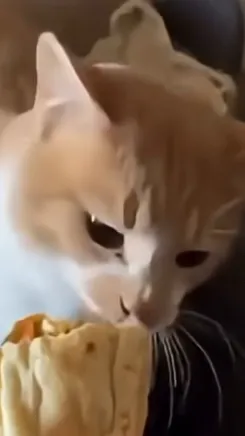 ai character: cat background