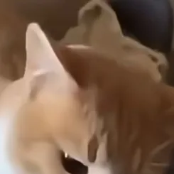 chat with ai character: cat