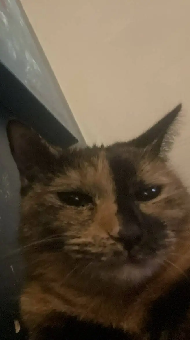 ai character: mha u cat hybrid background