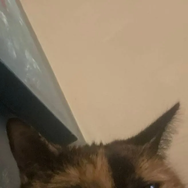 chat with ai character: mha u cat hybrid