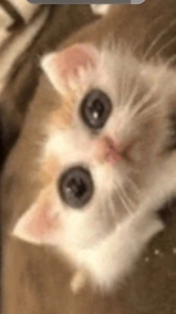 ai character: you find a cat background