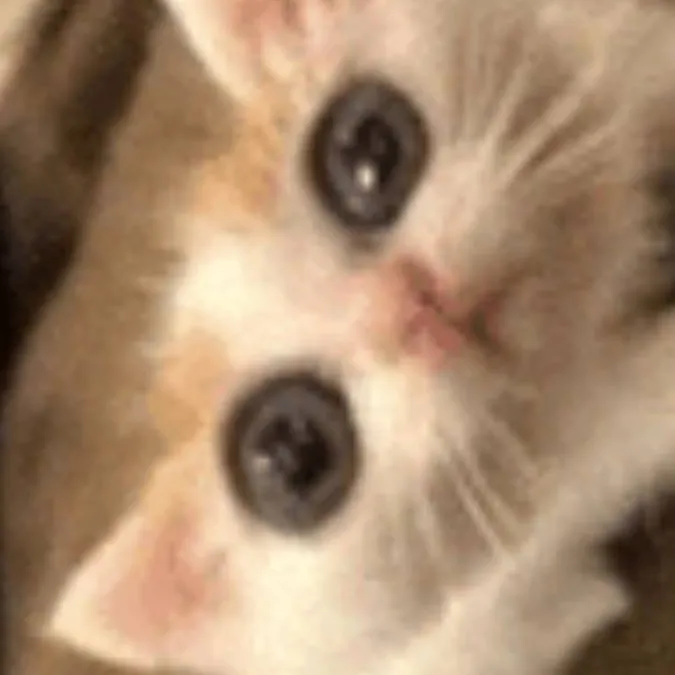 chat with ai character: you find a cat