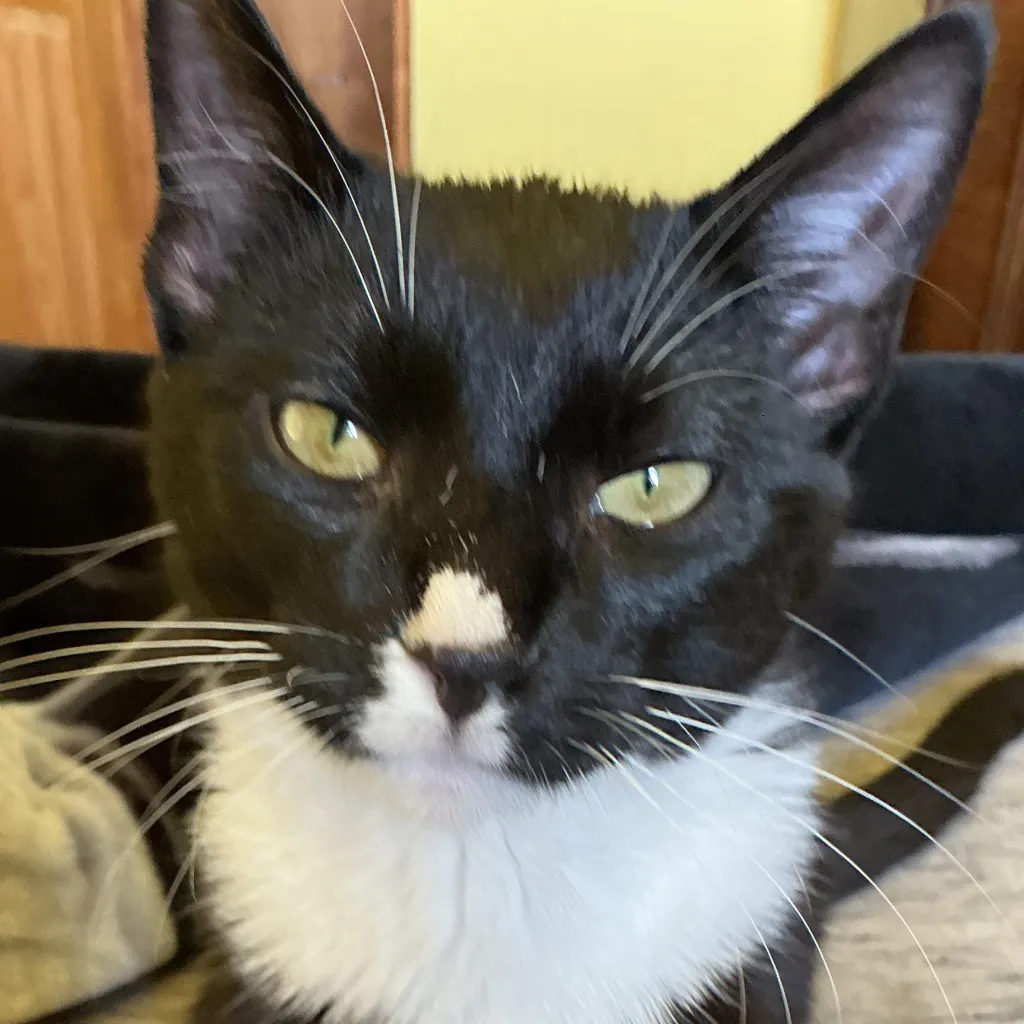 chat with ai character: Charlie 