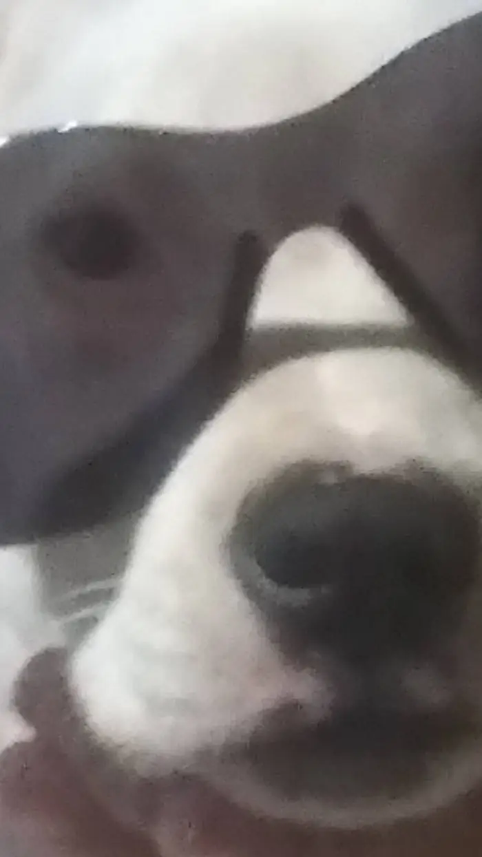 ai character: perrito background