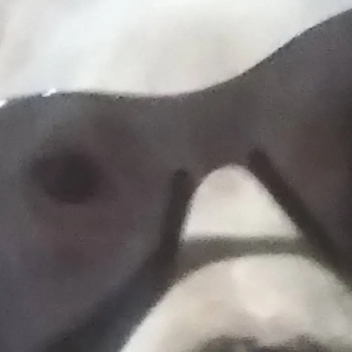 chat with ai character: perrito