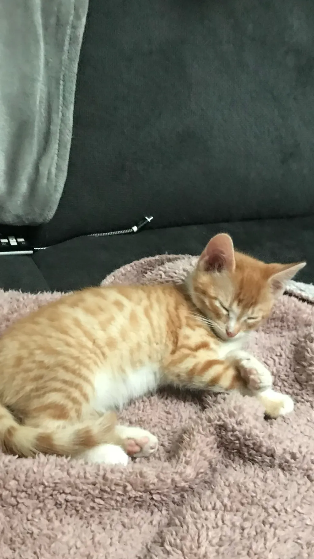 ai character: Your cat background