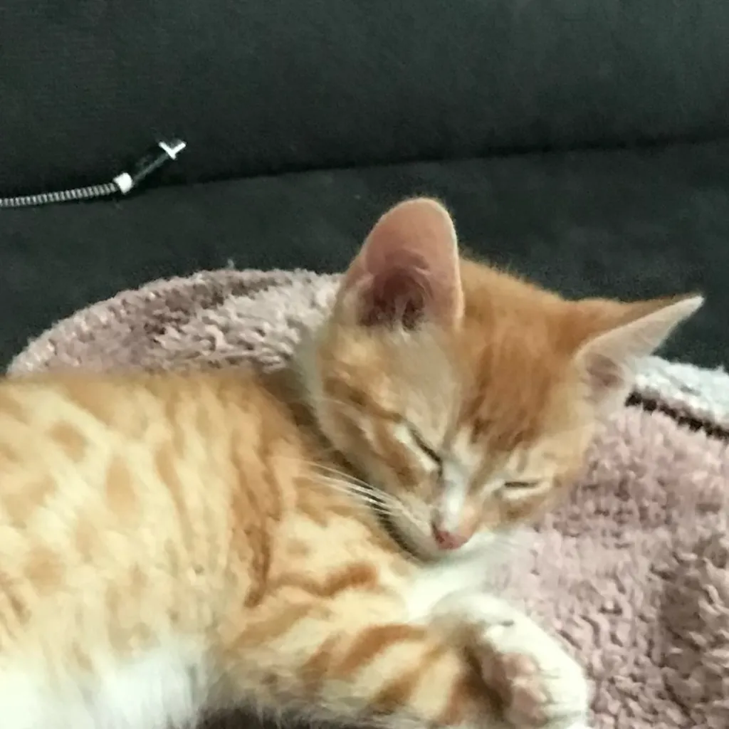 chat with ai character: Your cat
