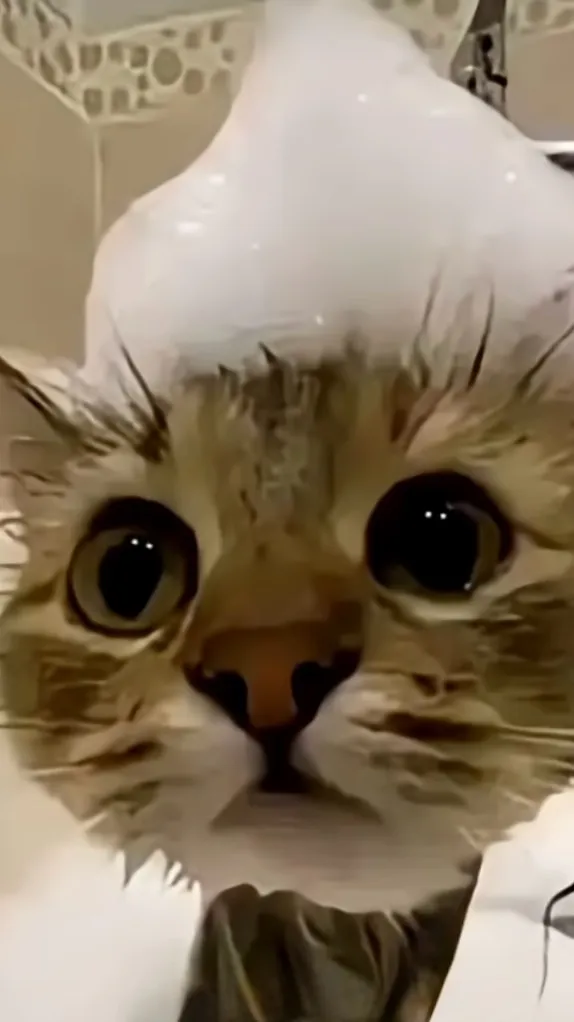 ai character: Your shower cat background