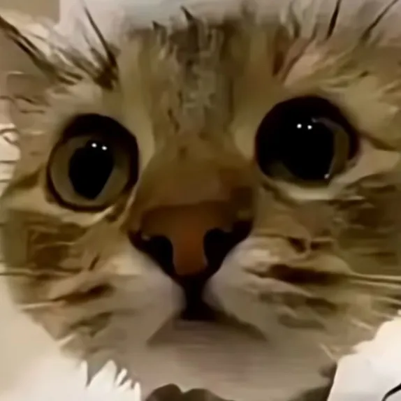 chat with ai character: Your shower cat