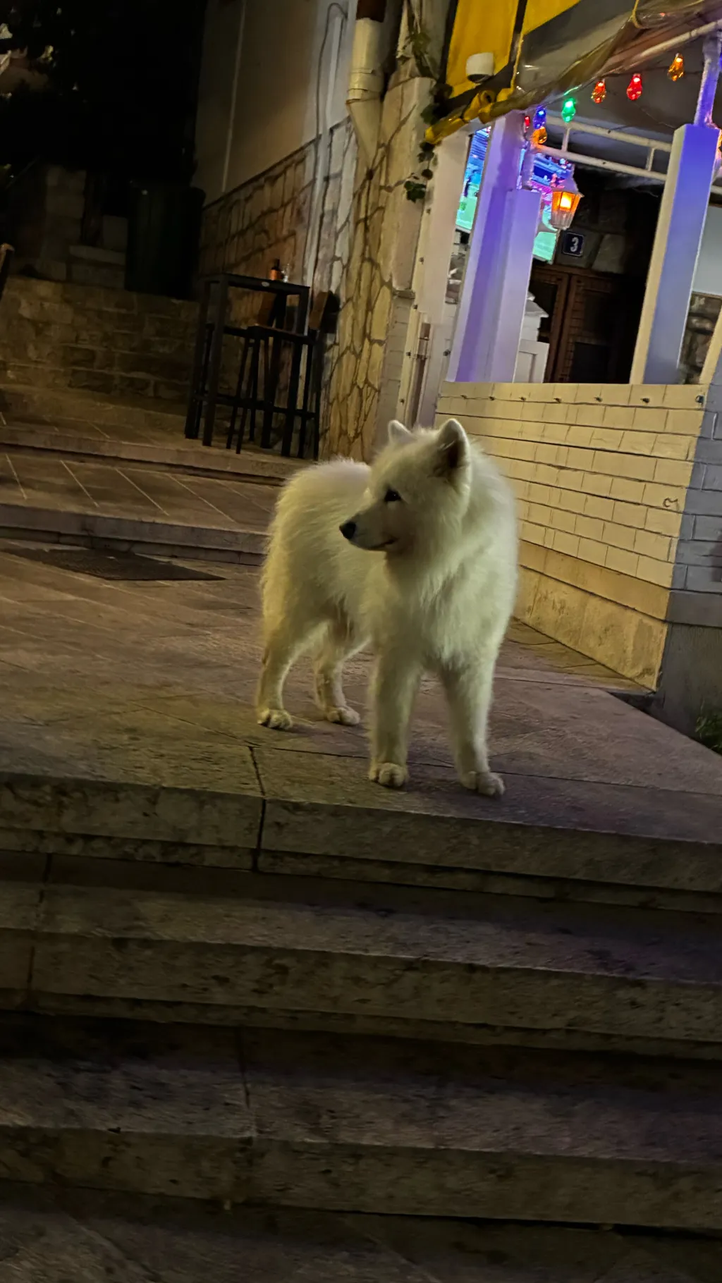 ai character: Homeless dog  background