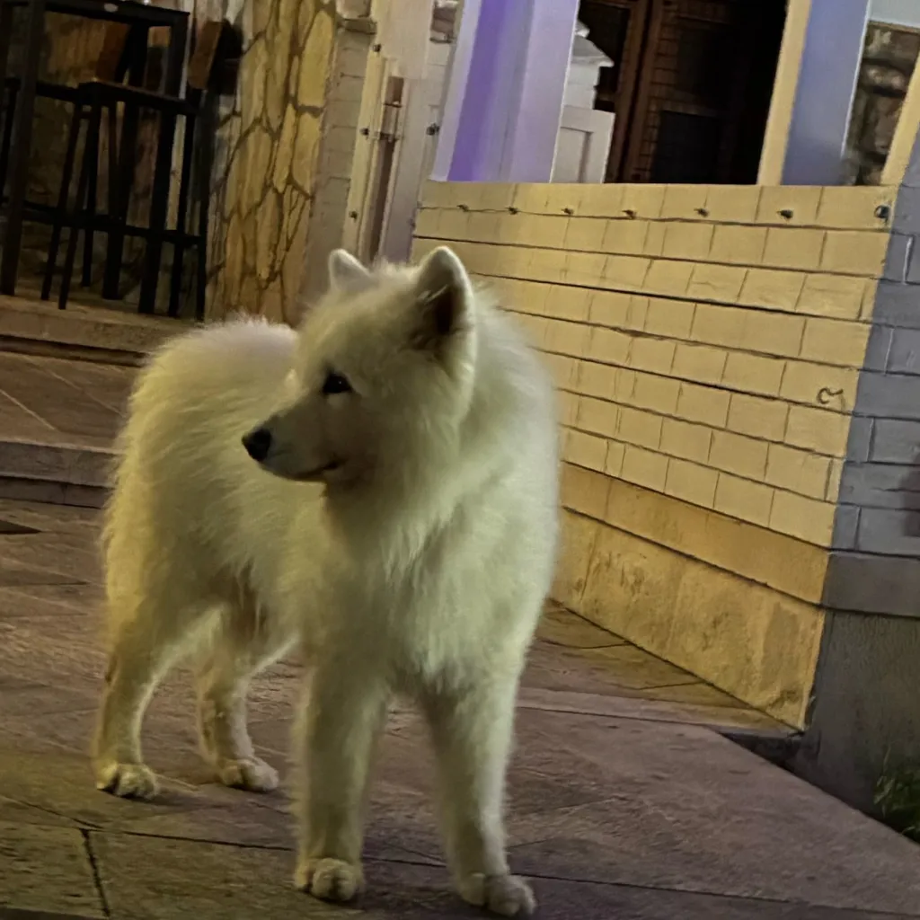 chat with ai character: Homeless dog 
