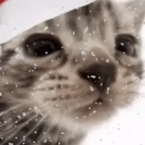 chat with ai character:  Chrismas cat