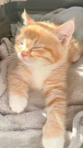 ai character: Your kitty  background