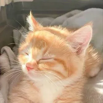 chat with ai character: Your kitty 