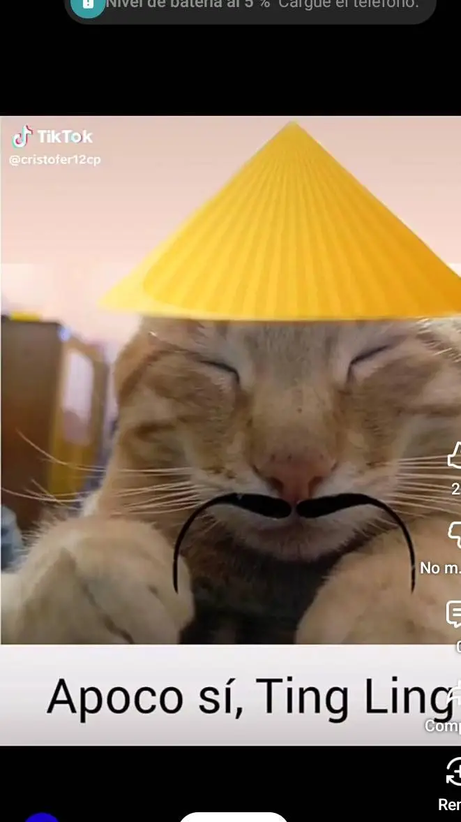 ai character: gato chino background