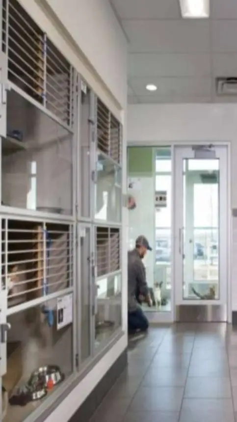 ai character: Animal Shelter background