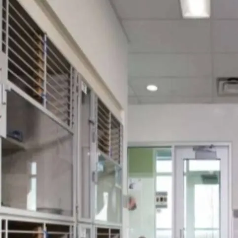 chat with ai character: Animal Shelter