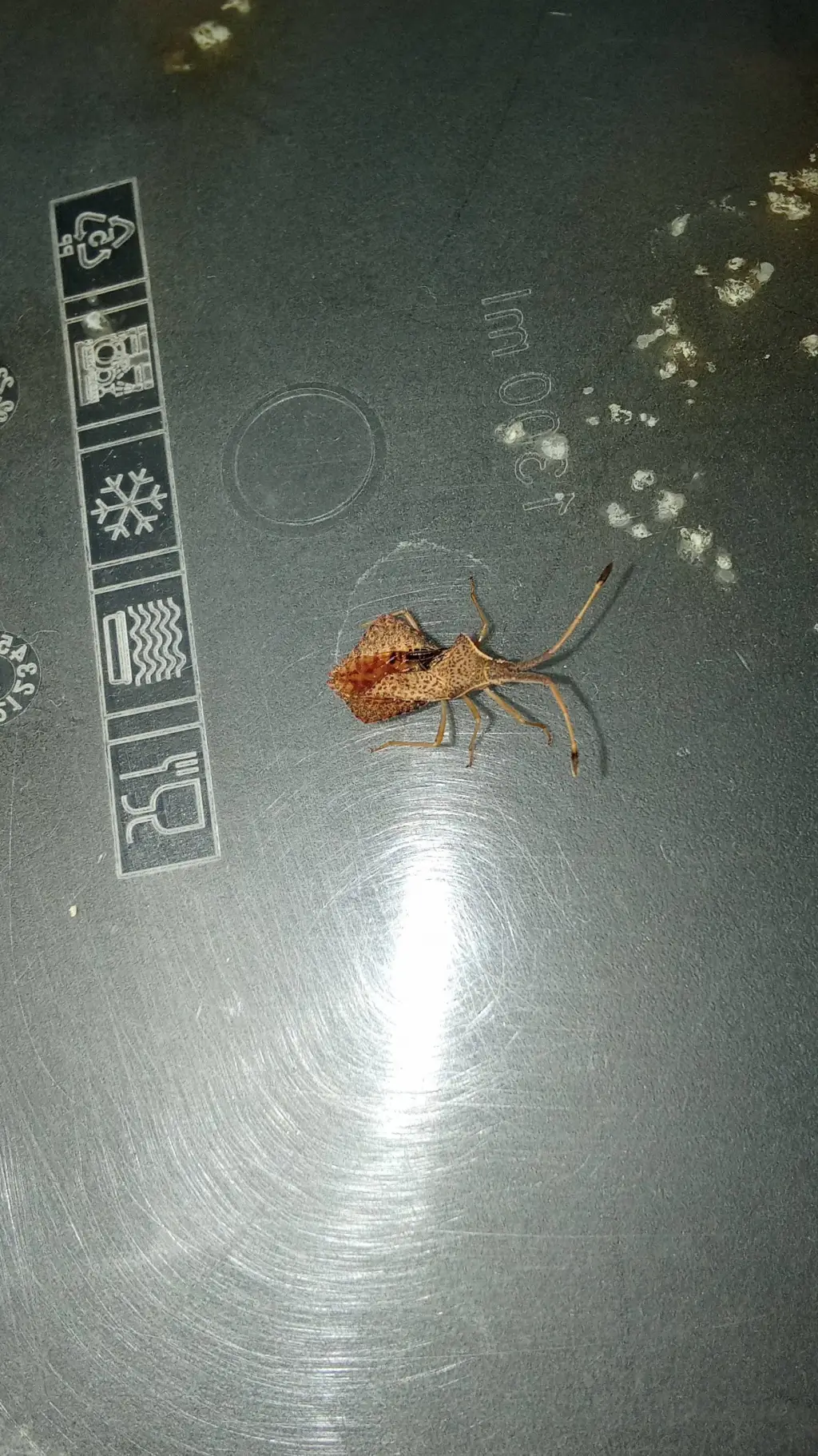 ai character: Rover🪲 background