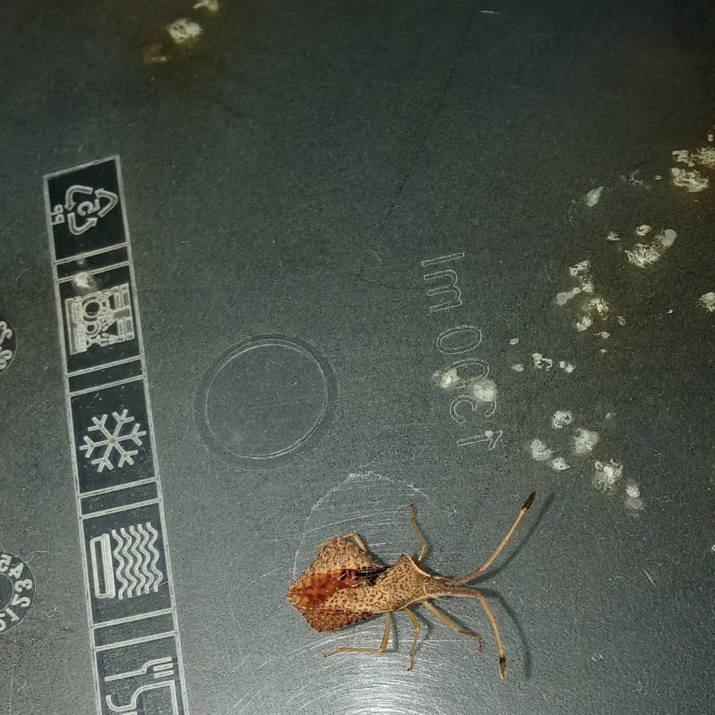 chat with ai character: Rover🪲