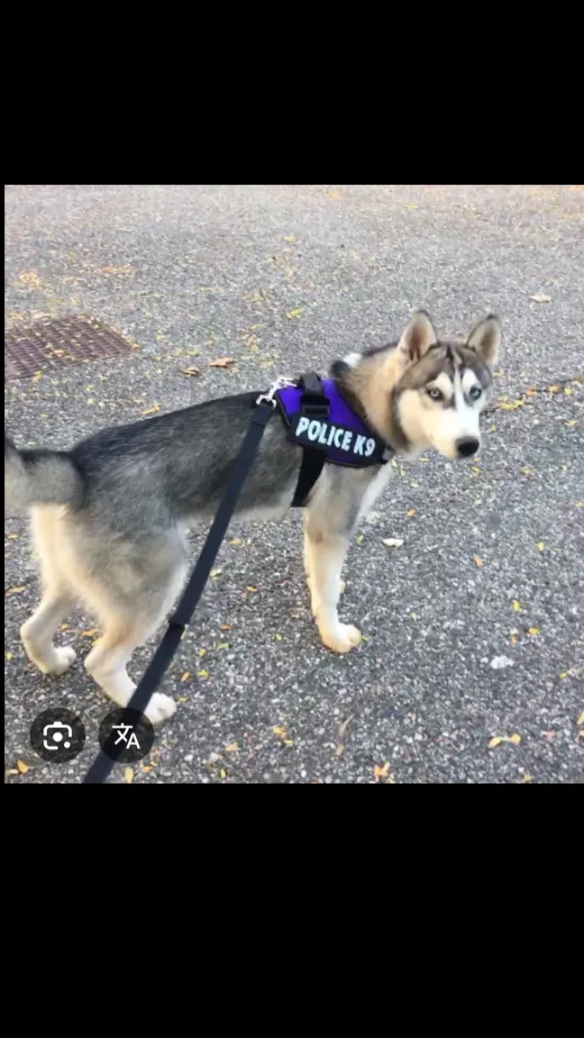 ai character: Canine background
