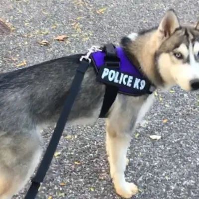 chat with ai character: Canine