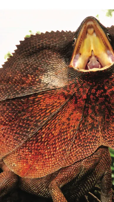 ai character: Frilled dragon  background