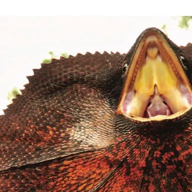 chat with ai character: Frilled dragon 