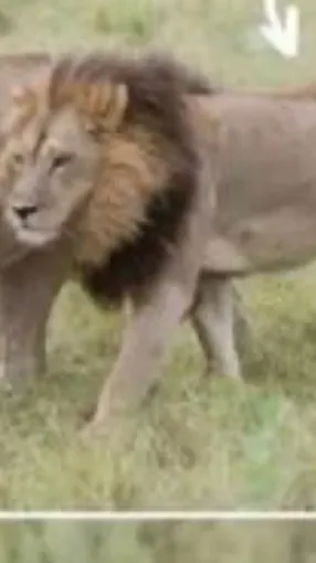 ai character: Mane￼ background