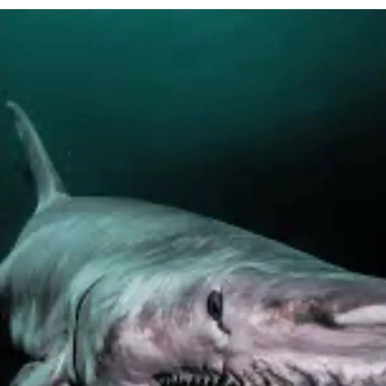 chat with ai character: Goblin shark ￼