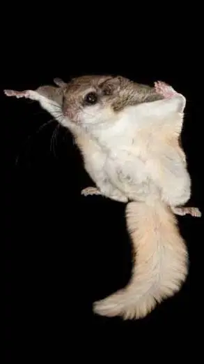 ai character: Sky Squirrel background