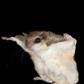 chat with ai character: Sky Squirrel