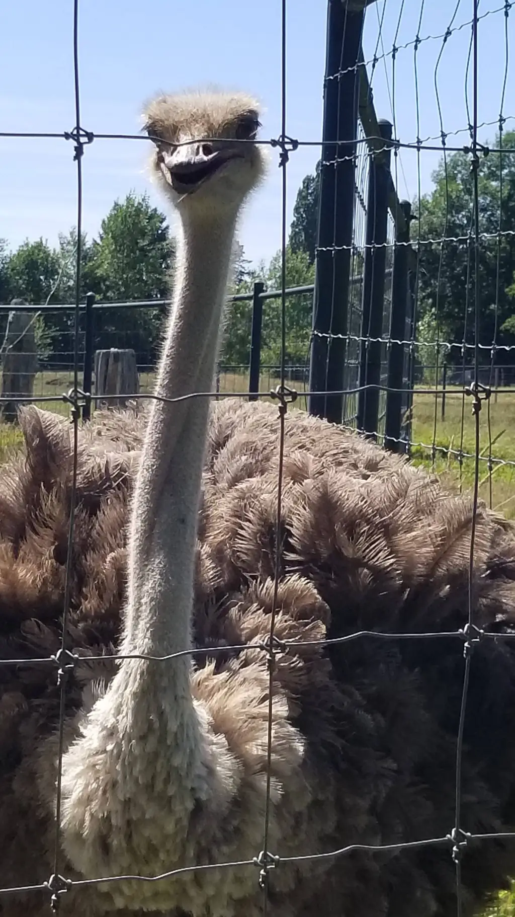 ai character: talking Ostrich background