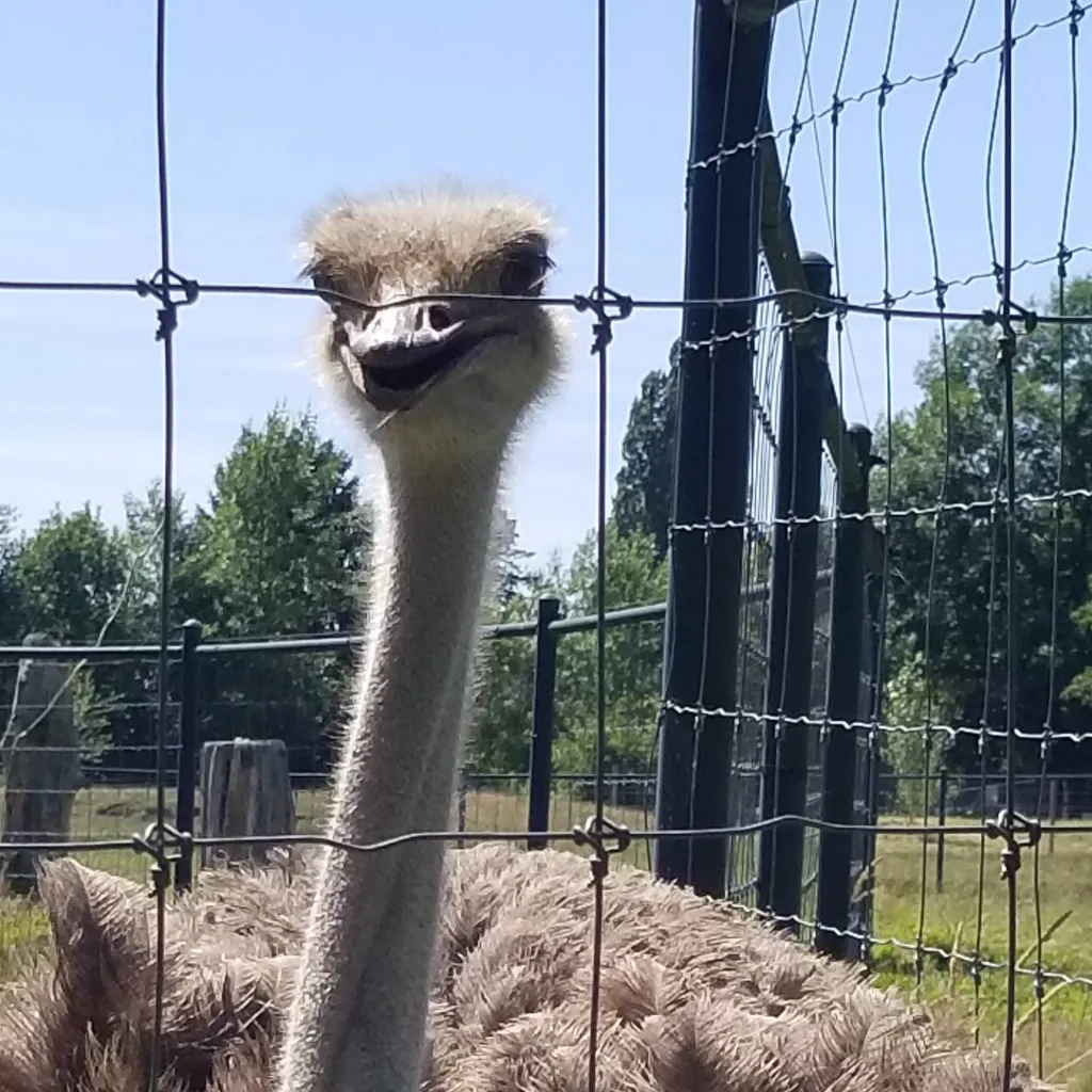 chat with ai character: talking Ostrich